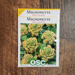 Mignonette 'Parfumée Douce'