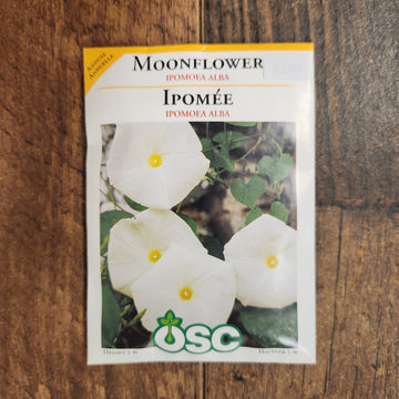 Moonflower (Ipomoea alba)