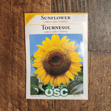 Sunflower 'Large Grey Striped'