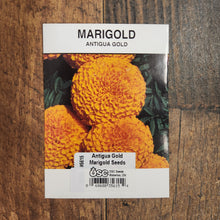 Marigold  'Antigua Gold' 
