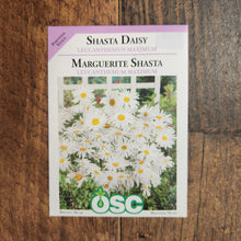 Marguerite 'Maximum'