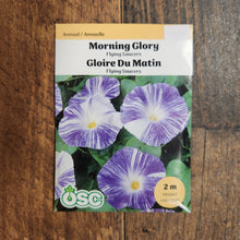 Morning Glory 'Flying Saucers'