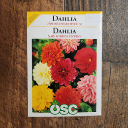 Dahlia 'Unwins' Dwarf Hybrid