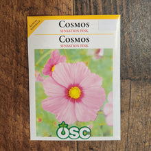 Pink Cosmos 'Sensation' 