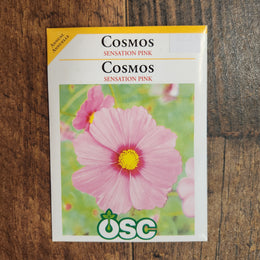 Pink Cosmos 'Sensation' 