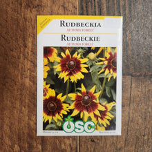 Rudbeckia  'Autumn Forest'