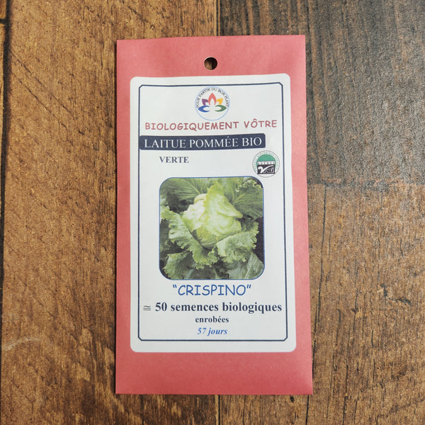 Organic green 'Crispino' head lettuce