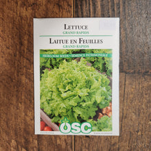 Laitue frisée 'Grand Rapids'