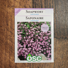 Soapwort 'Saponaria'
