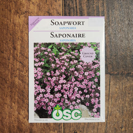 Soapwort 'Saponaria'