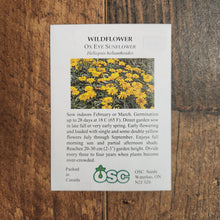 Ox Eye Sunflower