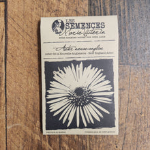 Aster de la Nouvelle-Angleterre