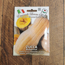 Squash Butternut Zucca 