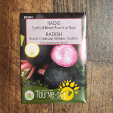 Organic 'Scarlet Black' Winter Radish
