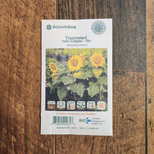 Tournesol nain 'Éclipse' bio