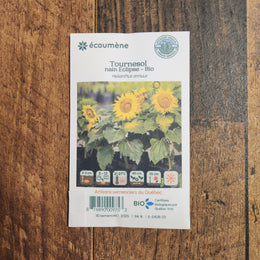 Tournesol nain 'Éclipse' bio