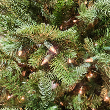 Sapin Athens