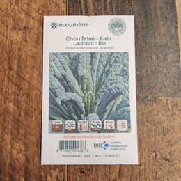 Chou frisé 'Lacinato' bio