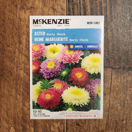 Aster 'Early Charm'