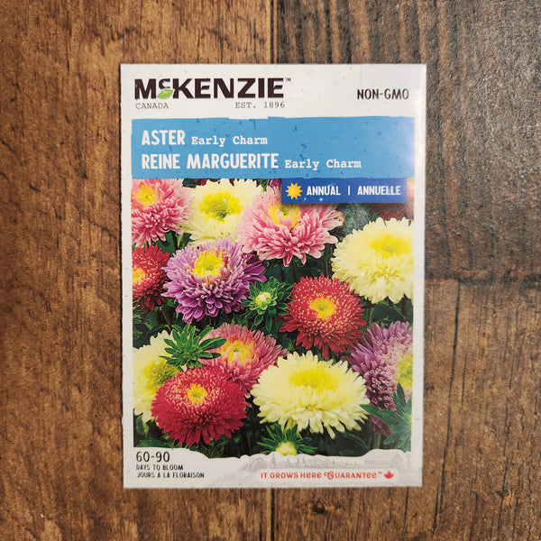 Aster 'Early Charm'
