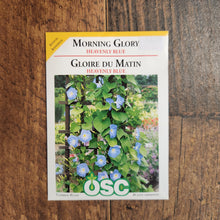 Morning Glory 'Heavenly Blue' 