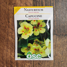 Capucine 'Pêche Melba'