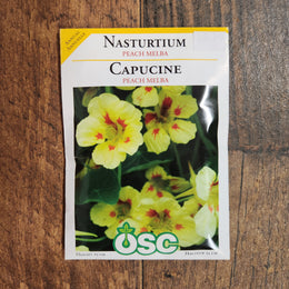 Capucine 'Pêche Melba'