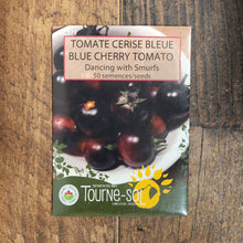 Tomate cerise bleue ‘Dancing with Smurfs’ (<em>Solanum lycopersicum</em>)