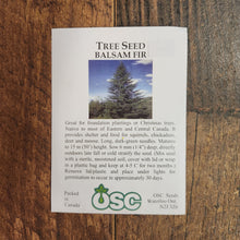 Tree Seed 'Balsam Fir' 