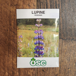 Wild Lupine