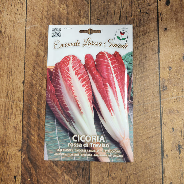 Early radicchio 'Treviso Select'