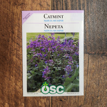 Catmint 'Nepeta Mussinii'
