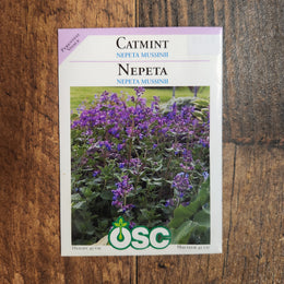 Catmint 'Nepeta Mussinii'