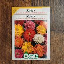  Zinnia 'Cactus Flower Mix'