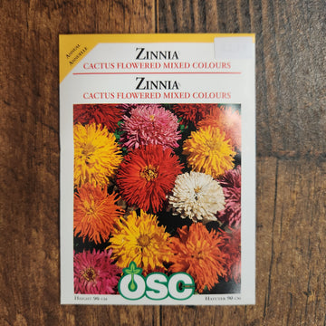 Mélange de zinnia à fleurs de cactus