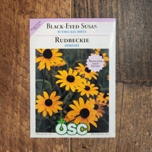 Rudbeckia 'Black-Eyed Susan' (Rudbeckia Hirta)