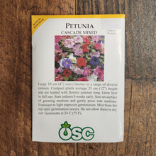 Pétunia cascade 'Mix'