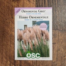 Ornamental Grass 'Pink Feather Pampas'