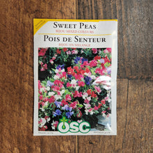 Sweet Pea 'Bijou Mixed Colours'