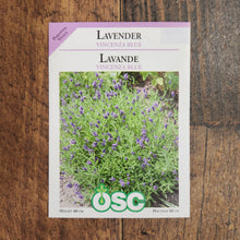 Lavande 'Bleue de Vincenza'
