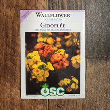 Wallflower 'Double Mix'