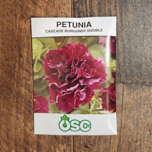 Petunia 'Double Cascade Burgundy'