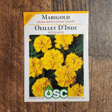 Dwarf Marigold 'French Petite Yellow'