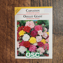 Carnation 'Chabauds Giant'