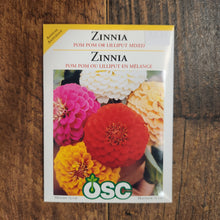 Zinnia 'Pom Pom or Lilliput Mix'