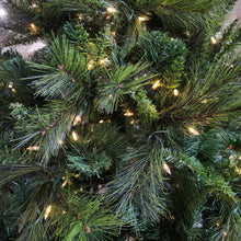 Sapin Savannah