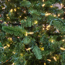Sapin Brooklyn