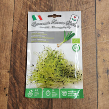 Micropousse d’ail (<em>Allium sativum</em>)