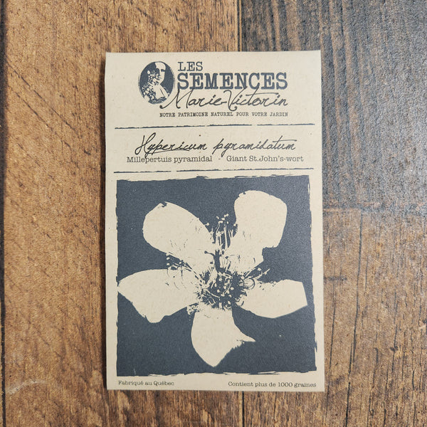 Giant St.John’s-wort