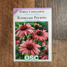  Purple Coneflower